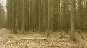 warmia mazury tv l jak las puszcza bialowieska